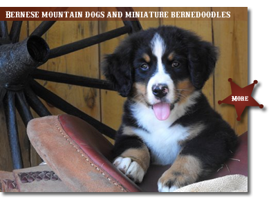 Bernese Mountain Dogs, Miniature Bernedoodles