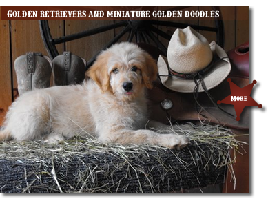 Golden Retrievers and Miniature Goldendoodles
